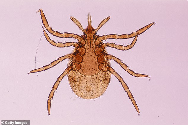 Deer ticks, which are most common in America and often transmit Lyme disease, are often found in bushy areas with high humidity