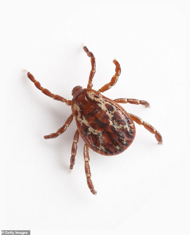 It can take around 24 hours for a tick to transmit a disease it carries to a human, which means regular and thorough tick checks can help prevent contraction of dangerous bacterial infections