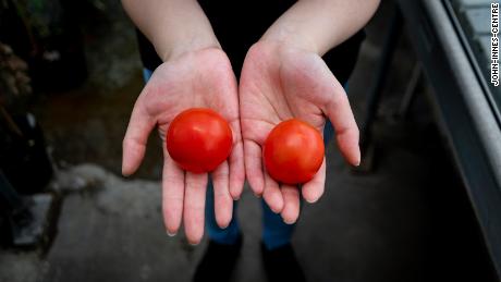 Scientists have unlocked the vitamin D potential of tomatoes, a study says