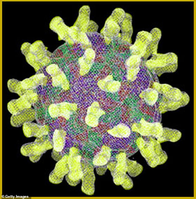 This computer-simulated model, developed by researchers at Purdue University, shows that the common cold virus rhinovirus 16's receptors attach to the virus's outer protein coat