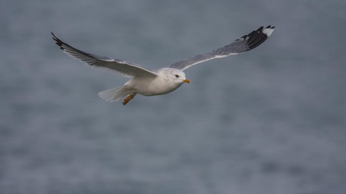 A seagull flaps its wings and a deadly virus explodes


