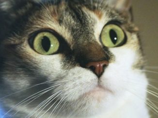 It turns out catnip has a hidden effect that you probably don't know about