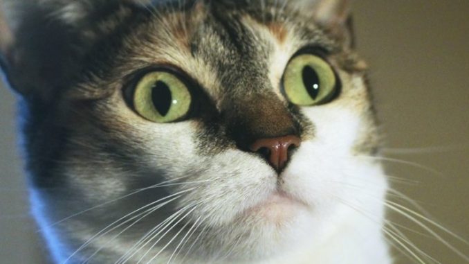 It turns out catnip has a hidden effect that you probably don't know about

