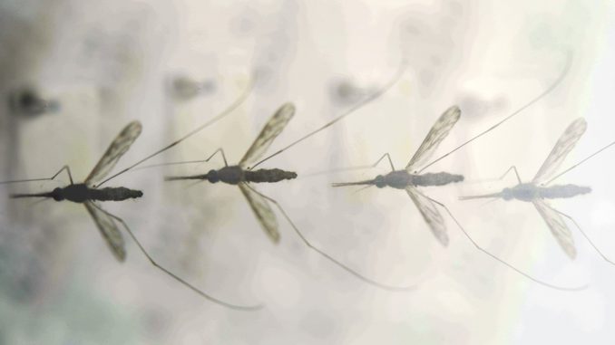 A viral infection could attract mosquitoes to humans

