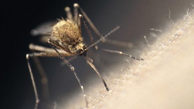 These microbes could make you more attractive to mosquitoes, study finds in mice

