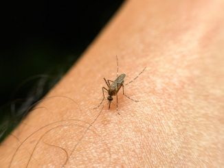 Have you ever wondered why you get so many mosquito bites?  Blood type could explain it