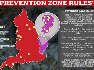 From today, all bird keepers in the UK must follow strict legal measures to protect their flocks from avian influenza, including free-range birds in fenced-in areas and strict biosecurity for staff on the farms.  The map shows the prevention zone (red), where forced housing is present (purple) and the areas under a 10km surveillance zone (yellow)