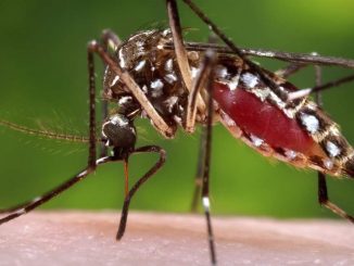 A female Aedes aegypti mosquito in the process of acquiring a blood meal from a human host. A study published Friday in the journal Cell, finds that certain people really are “mosquito magnets,” who get bitten more than others.