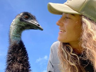 Emmanuel, famous emu, falls ill with bird flu at Knuckle Bump Farms